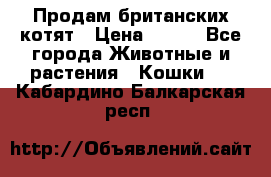 Продам британских котят › Цена ­ 500 - Все города Животные и растения » Кошки   . Кабардино-Балкарская респ.